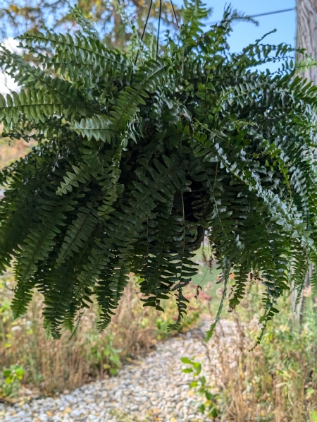 Ferns