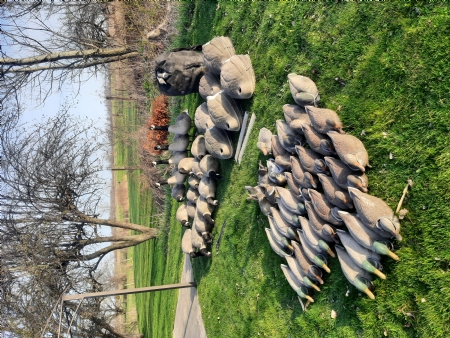Duck and goose decoys and gear