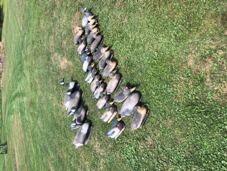 decoys
